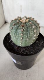 ASTROPHYTUM ASTERIAS  Nº 840 – vaso 15 - Imagem 9