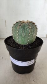 ASTROPHYTUM ASTERIAS  Nº 840 – vaso 15 - Imagem 2