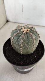 ASTROPHYTUM ASTERIAS  Nº 840 – vaso 15 - Imagem 7