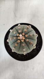ASTROPHYTUM ASTERIAS  Nº 840 – vaso 15 - Imagem 3