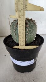 ASTROPHYTUM ASTERIAS  Nº 840 – vaso 15 - Imagem 5