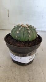 ASTROPHYTUM ASTERIAS  Nº 842 – vaso 11 - Imagem 2