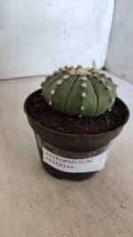 ASTROPHYTUM ASTERIAS  Nº 842 – vaso 11 - Imagem 10