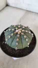 ASTROPHYTUM ASTERIAS  Nº 842 – vaso 11 - Imagem 8