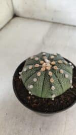 ASTROPHYTUM ASTERIAS  Nº 842 – vaso 11 - Imagem 7