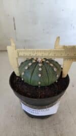 ASTROPHYTUM ASTERIAS  Nº 842 – vaso 11 - Imagem 4