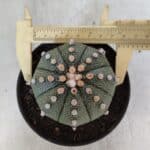 ASTROPHYTUM ASTERIAS  Nº 842 – vaso 11