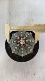 ASTROPHYTUM ASTERIAS  Nº 842 – vaso 11