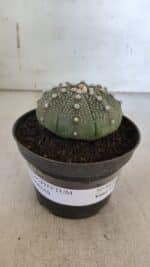 ASTROPHYTUM ASTERIAS  Nº 843 – vaso 11 - Imagem 2