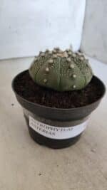 ASTROPHYTUM ASTERIAS  Nº 843 – vaso 11 - Imagem 11