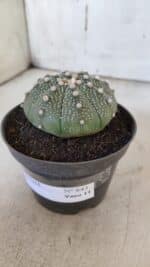 ASTROPHYTUM ASTERIAS  Nº 843 – vaso 11 - Imagem 10