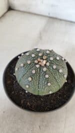ASTROPHYTUM ASTERIAS  Nº 843 – vaso 11 - Imagem 9