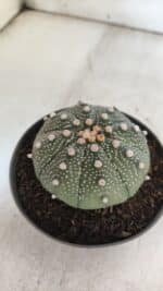 ASTROPHYTUM ASTERIAS  Nº 843 – vaso 11 - Imagem 8