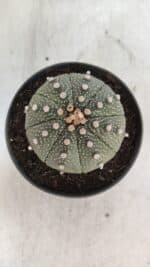 ASTROPHYTUM ASTERIAS  Nº 843 – vaso 11 - Imagem 3