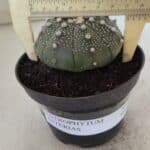 ASTROPHYTUM ASTERIAS  Nº 843 – vaso 11