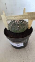 ASTROPHYTUM ASTERIAS  Nº 843 – vaso 11 - Imagem 6