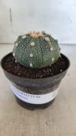 ASTROPHYTUM ASTERIAS Nº 844 – vaso 11 - Imagem 2