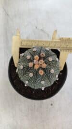 ASTROPHYTUM ASTERIAS Nº 844 – vaso 11 - Imagem 5