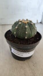 ASTROPHYTUM ASTERIAS Nº 844 – vaso 11 - Imagem 11