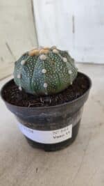 ASTROPHYTUM ASTERIAS Nº 844 – vaso 11 - Imagem 10