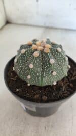 ASTROPHYTUM ASTERIAS Nº 844 – vaso 11 - Imagem 9