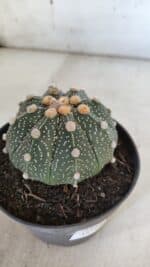 ASTROPHYTUM ASTERIAS Nº 844 – vaso 11 - Imagem 6