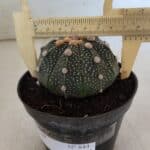 ASTROPHYTUM ASTERIAS Nº 844 – vaso 11