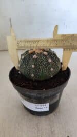 ASTROPHYTUM ASTERIAS Nº 844 – vaso 11