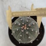 ASTROPHYTUM ASTERIAS Nº 845 – vaso 11