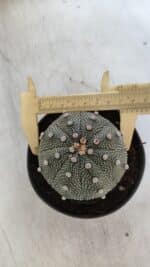 ASTROPHYTUM ASTERIAS Nº 845 – vaso 11