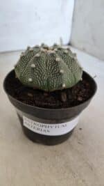 ASTROPHYTUM ASTERIAS Nº 845 – vaso 11 - Imagem 11