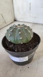 ASTROPHYTUM ASTERIAS Nº 845 – vaso 11 - Imagem 10