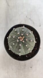 ASTROPHYTUM ASTERIAS Nº 845 – vaso 11 - Imagem 3