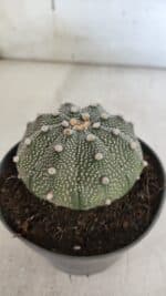 ASTROPHYTUM ASTERIAS Nº 845 – vaso 11 - Imagem 6