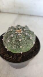 ASTROPHYTUM ASTERIAS Nº 845 – vaso 11 - Imagem 9