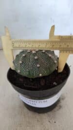 ASTROPHYTUM ASTERIAS Nº 845 – vaso 11 - Imagem 4