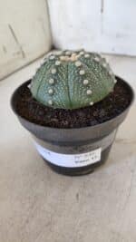 ASTROPHYTUM ASTERIAS Nº 846 – vaso 11 - Imagem 10