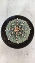 ASTROPHYTUM ASTERIAS Nº 846 – vaso 11 - Imagem 3