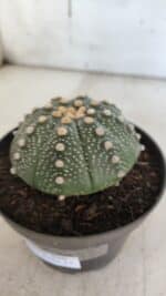 ASTROPHYTUM ASTERIAS Nº 846 – vaso 11 - Imagem 9