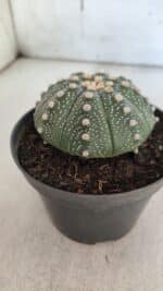 ASTROPHYTUM ASTERIAS Nº 846 – vaso 11 - Imagem 8