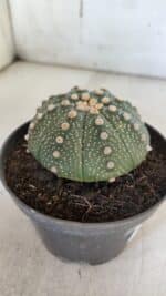 ASTROPHYTUM ASTERIAS Nº 846 – vaso 11 - Imagem 7
