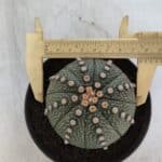 ASTROPHYTUM ASTERIAS Nº 846 – vaso 11