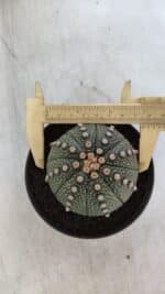 ASTROPHYTUM ASTERIAS Nº 846 – vaso 11