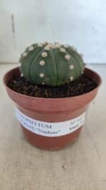 ASTROPHYTUM ASTERIAS "NUDUM"  Nº 847 – vaso 11 - Imagem 2