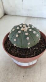 ASTROPHYTUM ASTERIAS "NUDUM"  Nº 847 – vaso 11 - Imagem 9