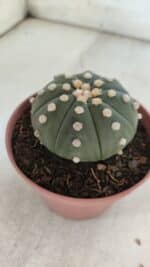 ASTROPHYTUM ASTERIAS "NUDUM"  Nº 847 – vaso 11 - Imagem 8