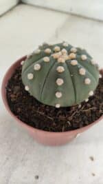 ASTROPHYTUM ASTERIAS "NUDUM"  Nº 847 – vaso 11 - Imagem 7