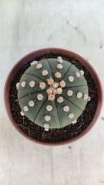 ASTROPHYTUM ASTERIAS "NUDUM"  Nº 847 – vaso 11 - Imagem 3