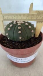 ASTROPHYTUM ASTERIAS "NUDUM"  Nº 847 – vaso 11 - Imagem 4