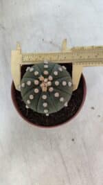 ASTROPHYTUM ASTERIAS "NUDUM"  Nº 847 – vaso 11 - Imagem 5